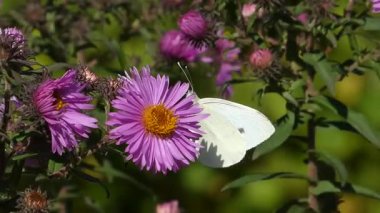 Beyaz bir kelebek mor bir çiçeğe oturur ve uçar gider..