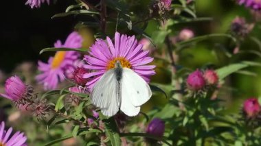 Kelebek ve arı tozlaşmasının huzurlu bir videosu..
