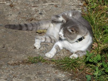 Gri beyaz evcil kedi tasması yerde yatıyordu..