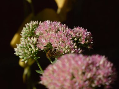 Pembe ve yeşil çiçekli bir arının yakın plan çekimi..