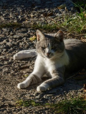 Bahçede yerde dinlenen sevimli gri ve beyaz bir kedi.