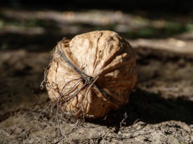 Olgun bir ceviz gün ışığında yerde yatar..