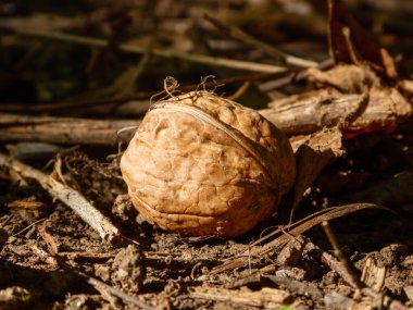 Olgun bir ceviz gün ışığında yerde yatar.