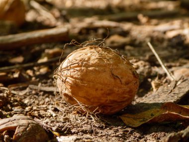 Olgun bir ceviz gün ışığında yerde yatar..