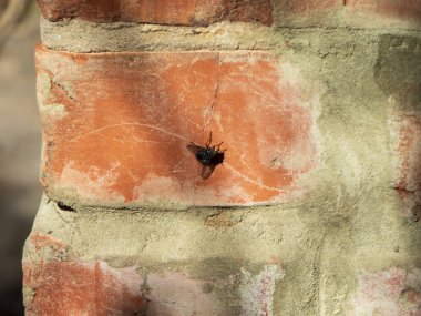 Eski, yıpranmış bir tuğlada sineğin yakın çekimi.