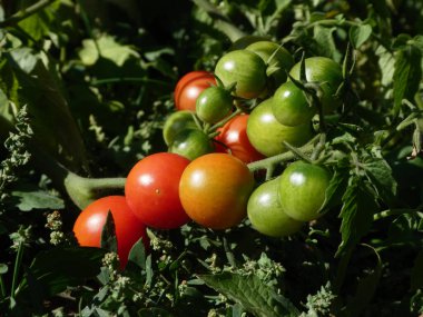 Doğal olgunlaşmanın çeşitli aşamalarını gösteren canlı domates kümesi.