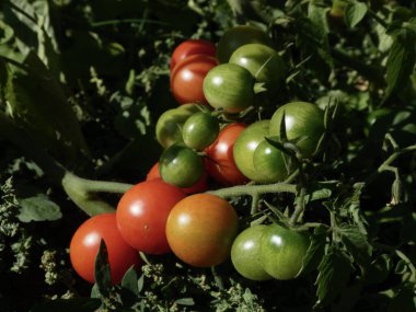 Doğal olgunlaşmanın çeşitli aşamalarını gösteren canlı domates kümesi.