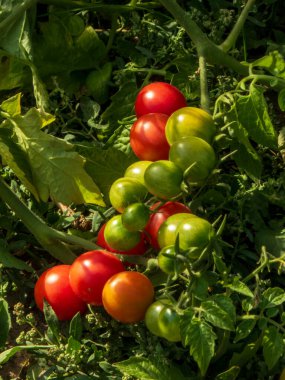Sarmaşıkta doğal olarak yetişen domatesler kırmızıdan yeşile dönüşür.