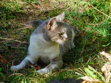 Güneşli bir öğleden sonra, açık havada dinlenen evcil bir kedinin yakın çekimi.
