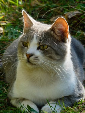 Açık havada yatan muhteşem gri ve beyaz kedinin yakın plan portresi.