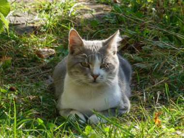 Uykulu gri ve beyaz bir kedi yemyeşil çimlerde huzur içinde güneşleniyor.
