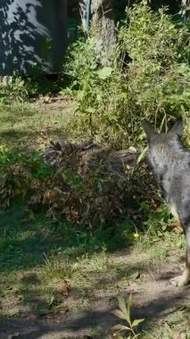 Türler arası arkadaşlık: evcil bir kedi yaklaşıyor ve açık havada büyük bir köpeği selamlıyor.