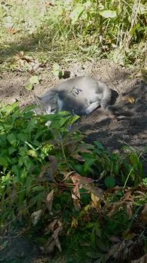 Şirin ev kedisi güneşli bahçede dinleniyor ve yuvarlanıyor.