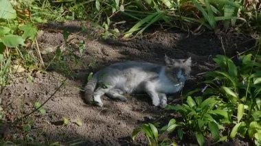 Evcil kedi, güneşli ve huzurlu bir günün tadını çıkarıyor..
