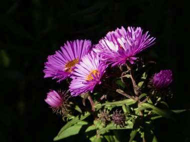 Sarı merkezli parlak asterlerin siyah bir arkaplan karşısında parlaklığı