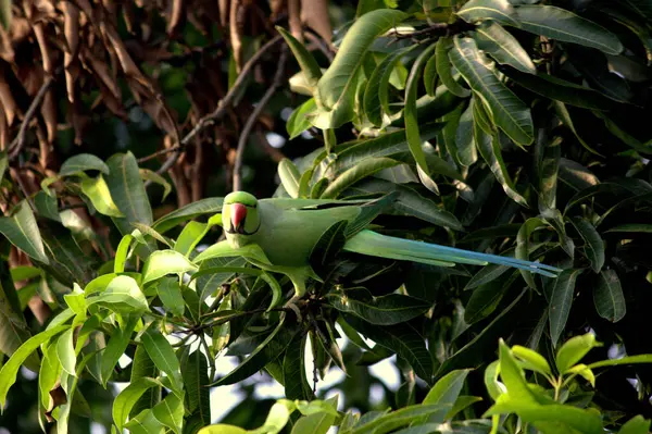 Pássaro Papagaio Sentado Árvore Manga Olhando Para Frente Com Belas — Fotografia de Stock