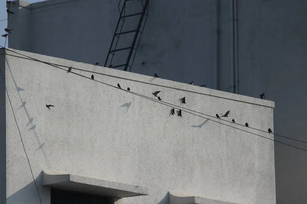 Bel Oiseau Volant Avec Son Ombre Dans Mur Très Inspirant — Photo