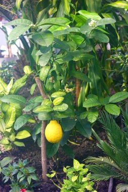 Sarı olgun limon, diğer bitkilerle birlikte bir serada bir dalda yetişir. Nem yüzünden hafif bir sis oluşur.