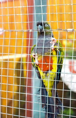 Kafesteki parlak renkli güzel papağan.