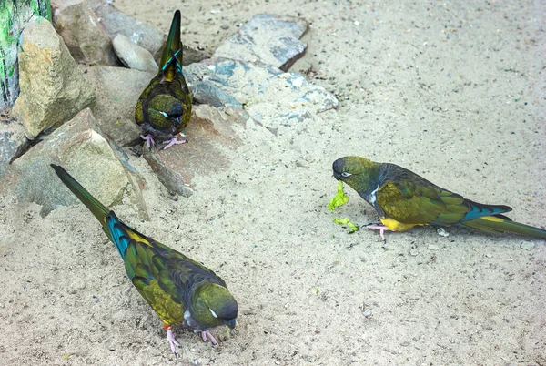 Groene Papegaaien Zitten Een Tak Groep Een Paar Exotische Vogels — Stockfoto