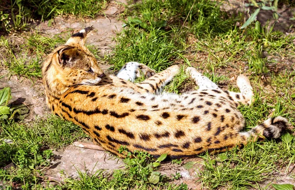 Leptailurus Servleptailurus Serval Drapieżny Kot Leży Trawiastym Zoo — Zdjęcie stockowe