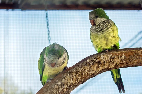 Groene Papegaaien Zitten Een Tak Groep Een Paar Exotische Vogels — Stockfoto