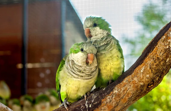 Papagaios Verdes Estão Sentados Grupo Galhos Par Aves Exóticas — Fotografia de Stock