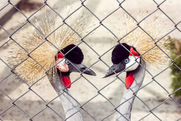 Coroado Guindaste Belo Par Pássaros Reserva — Fotografia de Stock