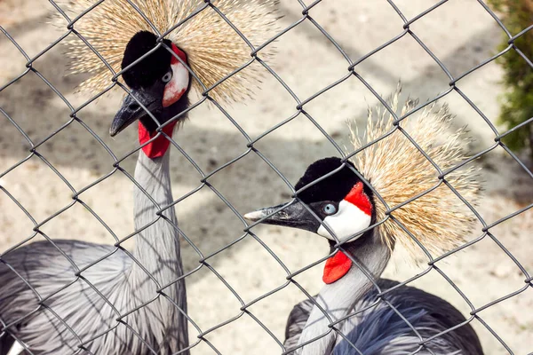 Coroado Guindaste Belo Par Pássaros Reserva — Fotografia de Stock