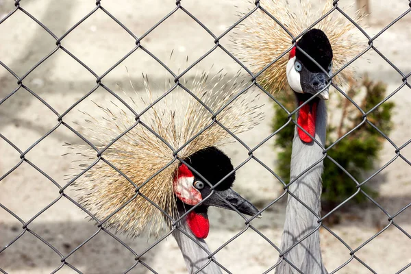 crowned crane beautiful bird couple in the reserve