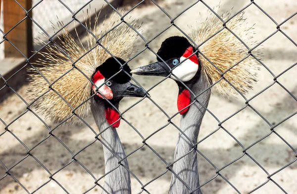 Coroado Guindaste Belo Par Pássaros Reserva — Fotografia de Stock