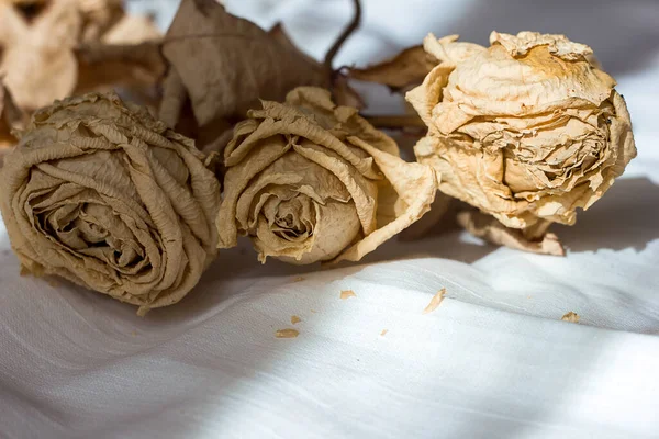 dried roses on a white textile bed background, sad holiday, autumn mood