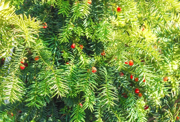 Red berries on a coniferous yew tree