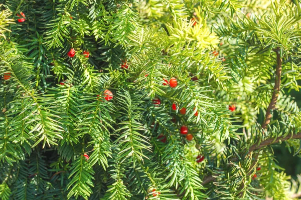 Red berries on a coniferous yew tree