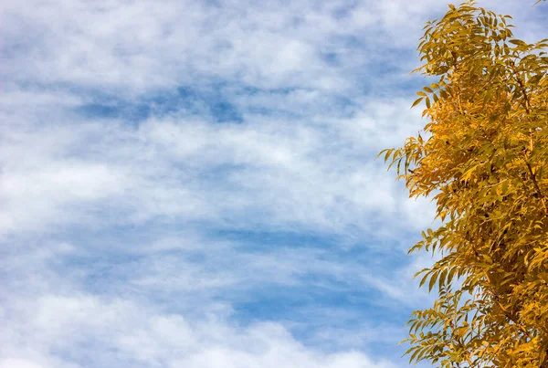 Оранжево Желтое Дерево Листьями Фоне Голубого Неба Облаками Золотая Осень — стоковое фото