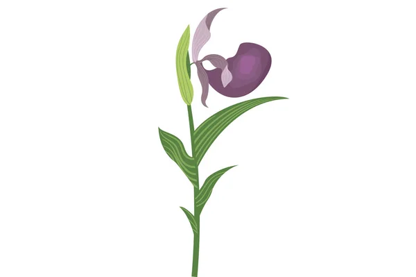 Όμορφο Τροπικό Λουλούδι Μωβ Πέταλα Πράσινα Φύλλα Vector Εικονογράφηση Απομονωμένα — Διανυσματικό Αρχείο