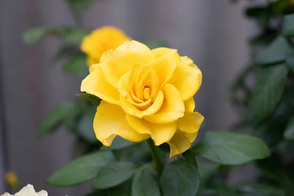 yellow rose with green leaves. natural rose. high quality.