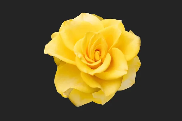 natural yellow rose on a grey background. high quality.