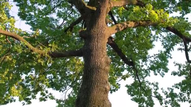 Gran Roble Verde Hojas Balanceándose Viento Cámara Mueve Abajo Hacia — Vídeos de Stock