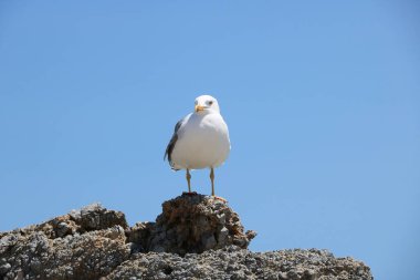 Girit 'teki Elafonisi plajının martıları