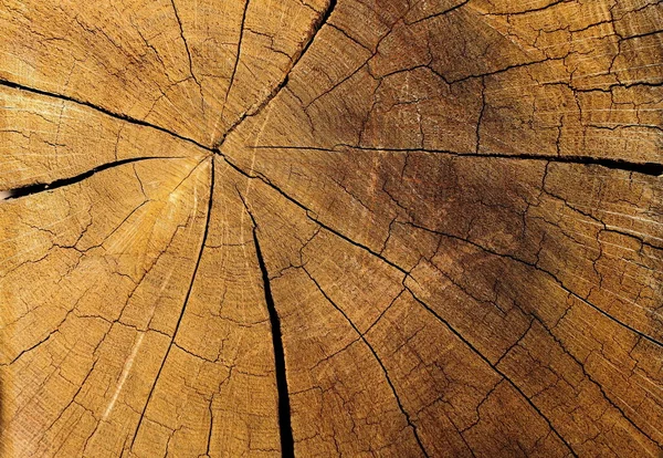 Textura Uma Árvore Corte Marrom Rachado Corte Serra Radial Uma — Fotografia de Stock