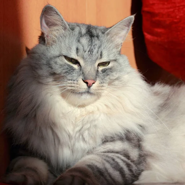 太陽から目を閉じてふわふわの灰色の怠惰な猫 — ストック写真