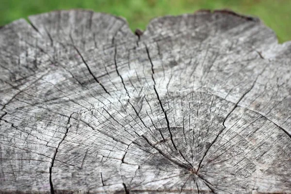 灰色の木の放射線カット — ストック写真