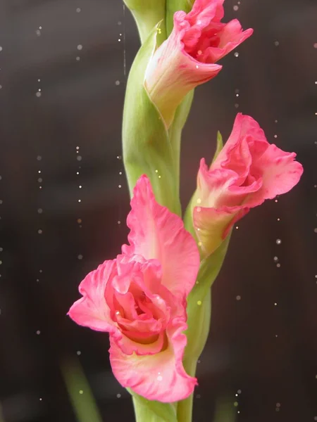 Romantico Gladiolo Rosa Bocciolo Sotto Pioggia — Photo