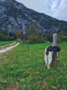 Güzel dağların manzarası ve sevimli kedi manzarası