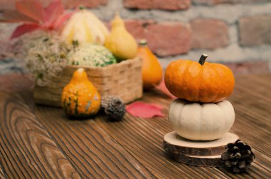 Farklı balkabaklarının hasadı temasına göre sonbahar durgun.. 