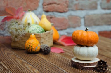 Farklı balkabaklarının hasadı temasına göre sonbahar durgun.. 