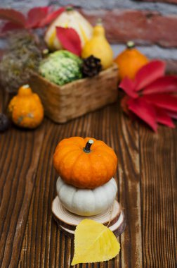 Farklı balkabaklarının hasadı temasına göre sonbahar durgun.. 