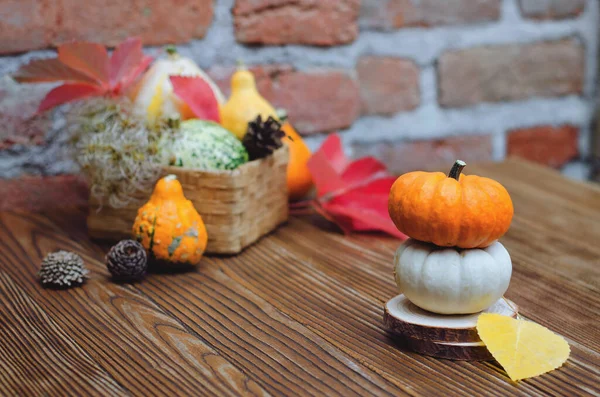 Autumn still life on the theme of the harvest of different pumpkins.