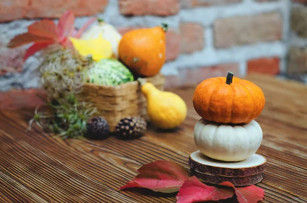 Autumn Still Life Theme Harvest Different Pumpkins — Stock Photo, Image